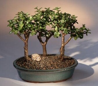 Baby Jade Bonsai Tree For Sale - 3 Bonsai Tree Group (portulacaria afra)