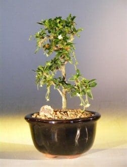 Fukien Tea Bonsai Tree For Sale - Small Straight Trunk Style (ehretia microphylla)