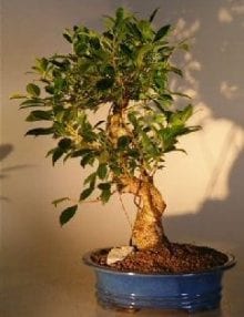 Ficus Retusa Golden Coin Bonsai Tree For Sale Curved Trunk - Large (ficus retusa)