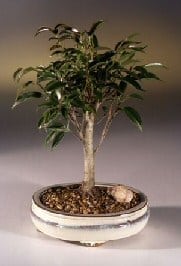 Ficus Midnight Bonsai Tree For Sale- Medium (benjamina 'midnight')