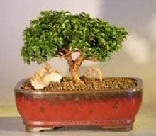 Japanese Kingsville Boxwood - Medium Bonsai Tree For Sale (buxus microphylla 'compacta')
