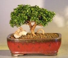 Japanese Kingsville Boxwood - Medium Bonsai Tree For Sale (buxus microphylla 'compacta')