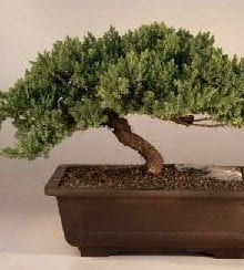 Juniper Bonsai Tree For Sale Windswept - Extra Large (juniper procumbens 'nana')