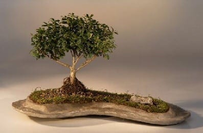 Japanese Kingsville Boxwood Bonsai Tree For Sale Planted on a Rock Slab