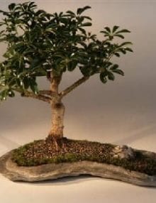 Hawaiian Umbrella Bonsai Tree For Sale on a Rock Slab (arboricola schefflera 'luseanne')