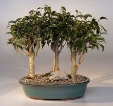Oriental Ficus Bonsai Tree For Sale - 3 Tree Group (ficus benjamina 'orientalis')