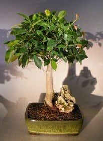 Ficus Root Over Rock Bonsai Tree For Sale (ficus retusa)