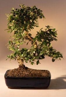 Fukien Tea Flowering Bonsai Tree For Sale - Large Curved Trunk Style (ehretia microphylla)