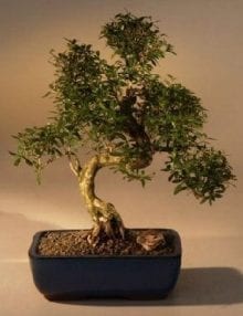 Chinese Flowering White Serissa Bonsai Tree For Sale of a Thousand Stars Curved Trunk Style Extra Large (serissa japonica)