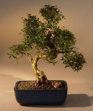 Chinese Flowering White Serissa Bonsai Tree For Sale of a Thousand Stars Curved Trunk Style Extra Large (serissa japonica)