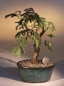 Flowering Mimosa Bonsai Tree For Sale - Large (leucaena glauca)