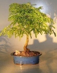 Flowering Tamarind Bonsai Tree For Sale - Large (tamarindus indica)
