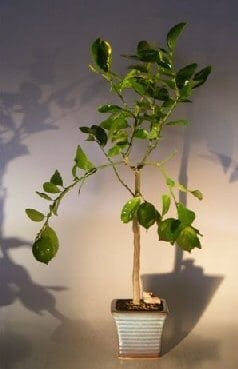 Flowering Persian Lime Bonsai Tree For Sale (citrus latifolia)