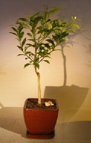 Flowering Tangerine Citrus Bonsai Tree For Sale - Seedless (kishu mandarin)