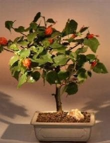 Flowering Dwarf Hibiscus Red Chinese Lantern Bonsai Tree For Sale - Medium (hibiscus grandidieri)