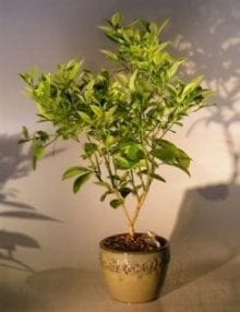 Blood Orange Bonsai Tree For Sale ('citrus sinensis')