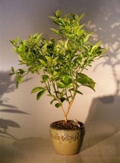 Blood Orange Bonsai Tree For Sale ('citrus sinensis')
