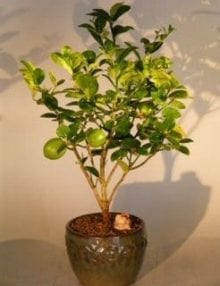 Key Lime Bonsai Tree For Sale (citrus aurantifolia)