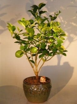 Key Lime Bonsai Tree For Sale (citrus aurantifolia)