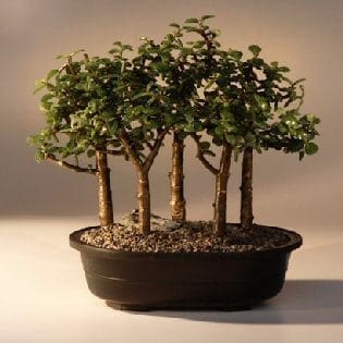 Baby Jade Bonsai Tree For Sale Five Tree Forest Group (Portulacaria Afra)