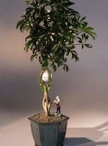 Golf Ball Hawaiian Umbrella Bonsai Tree For Sale With Miniature Golfer Figurine (arboricola schefflera)