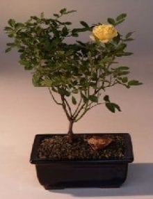 Flowering Mini Rose Bonsai Tree For Sale Tiny Yellow