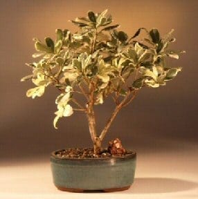 Flowering Japanese Mock Orange Bonsai Tree For Sale - Variegated (pittosporum tobira variegata)