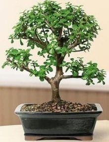 Baby Jade Bonsai Tree For Sale - Large (Portulacaria Afra)