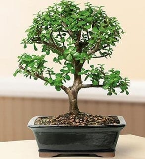 Baby Jade Bonsai Tree For Sale - Large (Portulacaria Afra)