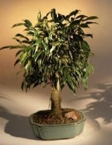 Oriental Ficus Bonsai Tree For Sale - Aged (ficus benjamina 'orientalis')