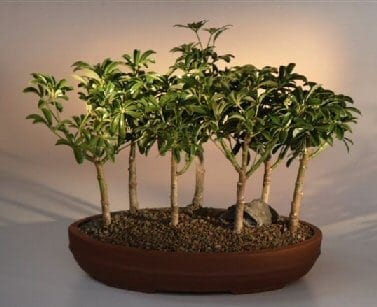 Hawaiian Umbrella Bonsai Tree For Sale 7 Tree Forest Group (arboricola schefflera 'luseanne')