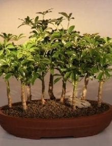 Hawaiian Umbrella Bonsai Tree For Sale 9 Tree Forest Group (arboricola schefflera 'luseanne')