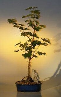 Grapevine Bonsai Tree