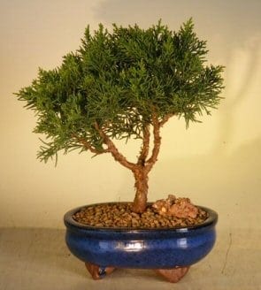 Shimpaku Bonsai Tree For Sale - Medium (shimpaku itoigawa)