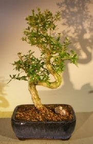 Chinese Flowering White Serissa - Large Bonsai Tree For Sale Of A Thousand Stars S Shaped Trunk (Serissa Japonica)