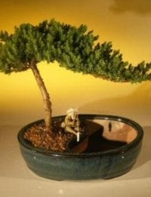 Juniper Bonsai Tree For Sale/Water Bonsai Pot - Medium (juniper procumbens nana)