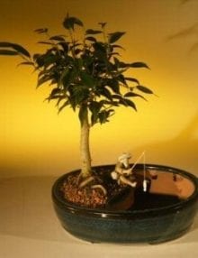Ficus Oriental Bonsai Tree For Sale/Water Bonsai Pot (ficus 'orientalis')