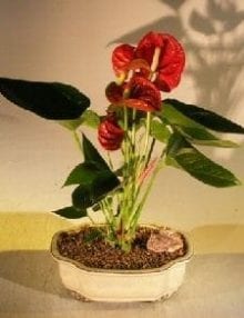 Flowering Red Anthurium(small talk) Bonsai Tree For Sale (anthurium andraeanum)