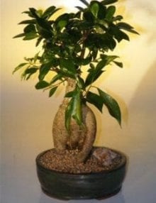Ginseng Ficus Bonsai Tree For Sale - Large (Ficus Retusa)