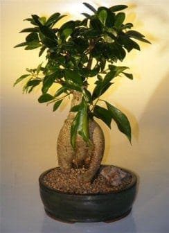 Ginseng Ficus Bonsai Tree For Sale - Large (Ficus Retusa)