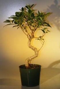 Pre Bonsai Ficus Retusa Bonsai Tree For Sale- Large Curved Trunk Style