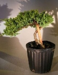 Pre Bonsai Juniper Bonsai Tree For Sale - Staked (Juniper Procumbens nana)