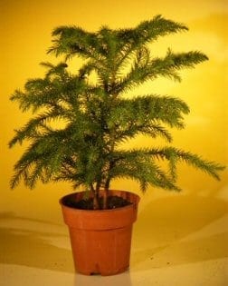 Pre Bonsai Norfolk Island Pine Bonsai Tree For Sale (Araucaria Heterophila)