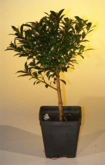 Pre Bonsai Flowering Brush Cherry Bonsai Tree For Sale - Small (eugenia myrtifolia)