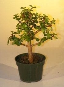 Pre Bonsai Baby Jade Bonsai Tree For Sale - Medium (Portulacaria Afra)