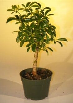 Pre Bonsai Hawaiian Umbrella Bonsai Tree For Sale - Small (arboricola schefflera 'luseanne')