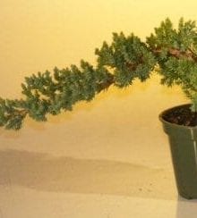 Pre Bonsai Juniper Bonsai Tree For Sale - Small (Juniper Procumbens nana)