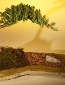Juniper Bonsai Tree For Sale Planted on a Rock Slab (juniper procumbens nana)
