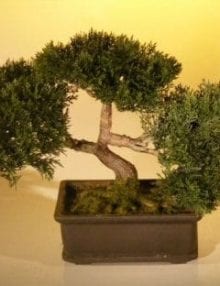 Artificial Japanese Cedar Bonsai Tree For Sale #1