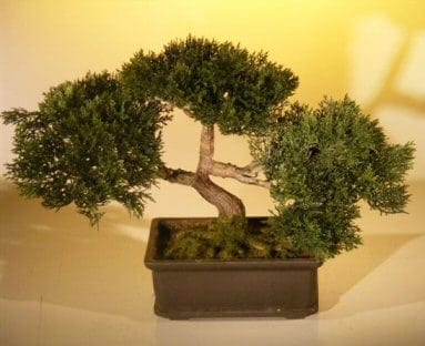 Artificial Japanese Cedar Bonsai Tree For Sale #1